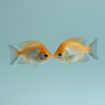 Pisces 